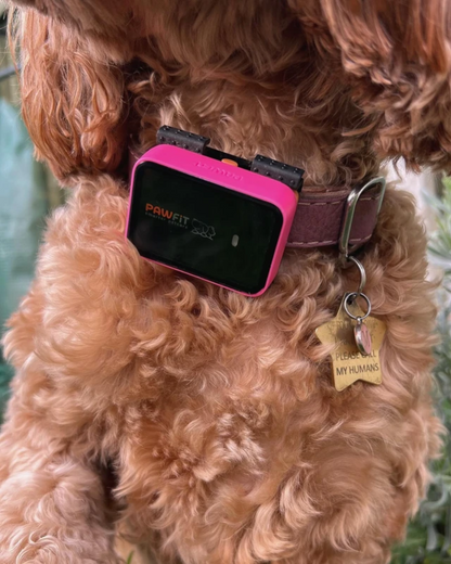 PAWFIT 3 - Fitness Dog GPS Tracker