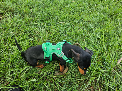 Enzo Dog Harness - No Pull