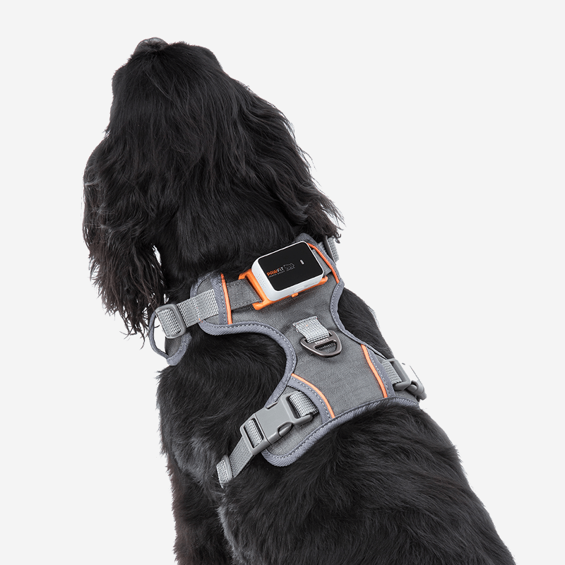 PAWFIT 3 Harness - Tracker Mount