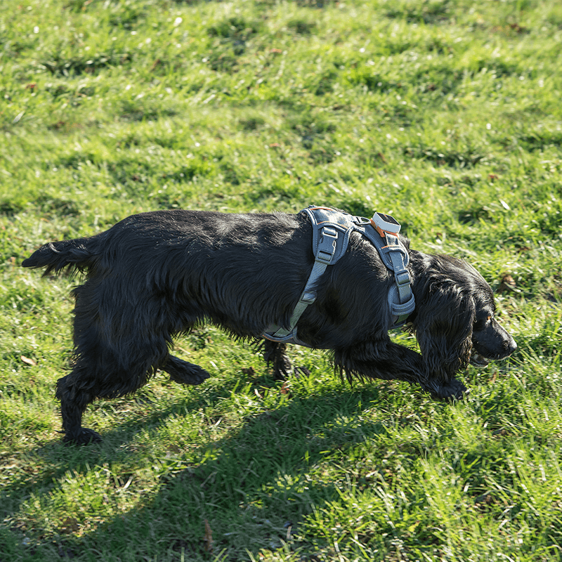 PAWFIT 3 Harness - Tracker Mount