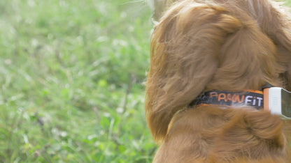 PAWFIT 3 - Fitness Dog GPS Tracker