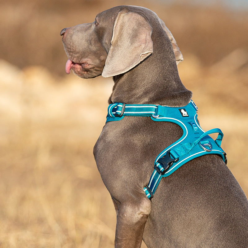 Enzo Dog Harness - No Pull