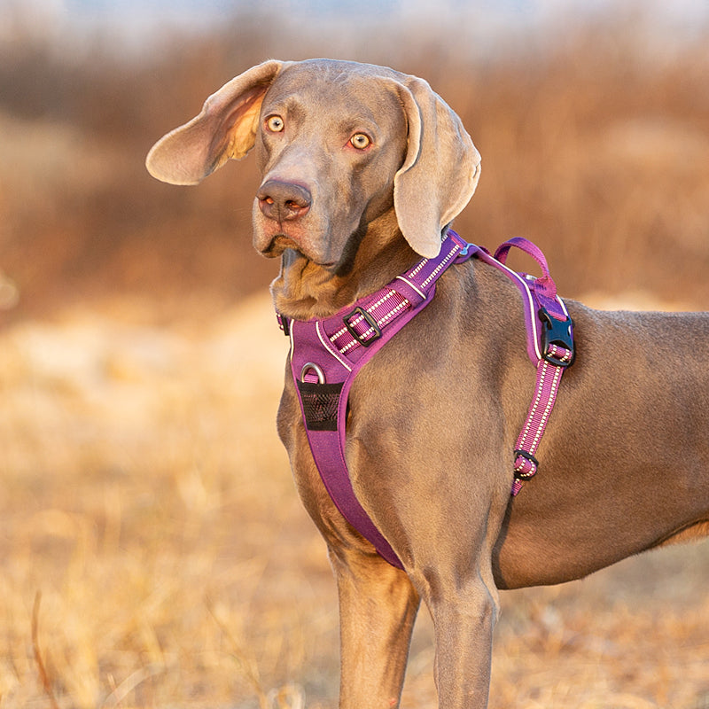 Enzo Dog Harness - No Pull