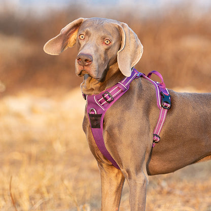 Enzo Dog Harness - No Pull