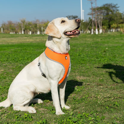 Skippy Harness With Steel D Ring